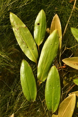 Potamogeton nodosus
