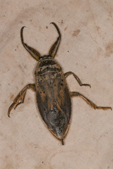 Lethocerus americanus