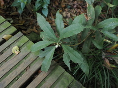 Ardisia cornudentata