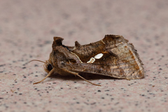 Chrysodeixis eriosoma