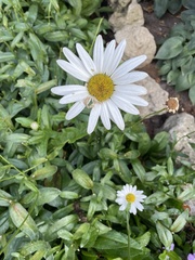 Leucanthemum