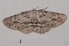 Stenoporpia pulmonaria