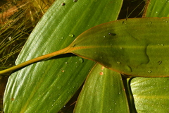 Potamogeton nodosus