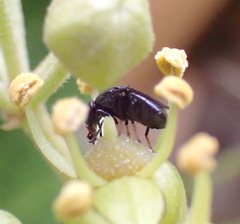 Discomyza