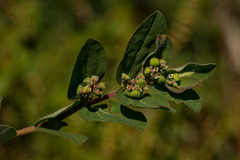 Euphorbia indica image