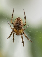 Araneus diadematus