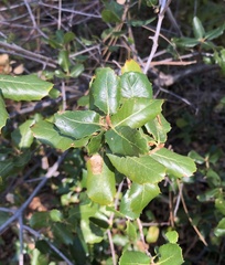 Quercus wislizeni