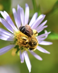 Andrena asteris
