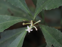 Ardisia cornudentata
