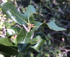 Quercus wislizeni