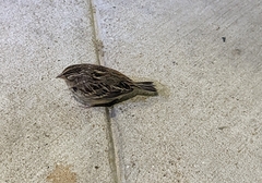 Ammodramus savannarum