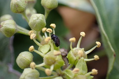 Discomyza