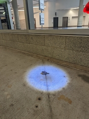 Ammodramus savannarum