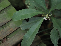 Ardisia cornudentata