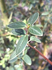 Ceanothus spinosus