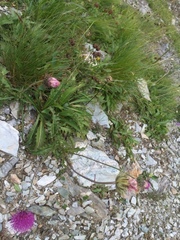 Carduus defloratus