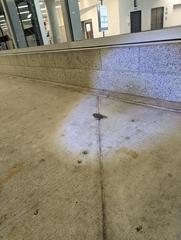 Ammodramus savannarum