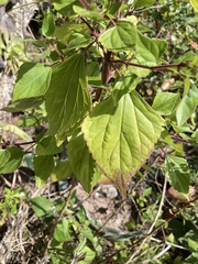 Ageratina adenophora image