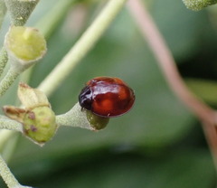 Exochomus quadripustulatus