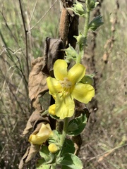 Verbascum phlomoides