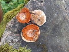 Phellinus pomaceus