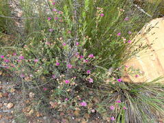Lampranthus elegans