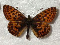 Boloria titania