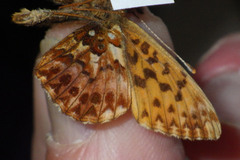 Boloria titania