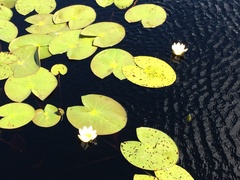 Nymphaea alba