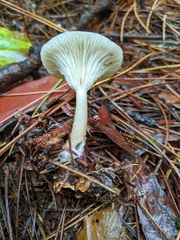 Ampulloclitocybe