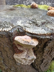 Phellinus pomaceus
