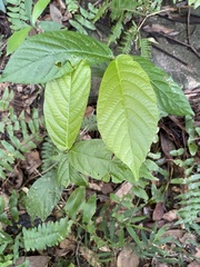 Ficus benguetensis