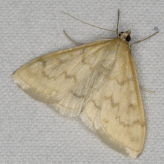 Hahncappsia pergilvalis