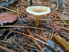 Ampulloclitocybe