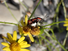 Spilostethus furcula