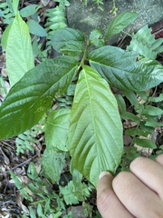 Ficus benguetensis
