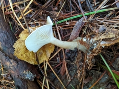Ampulloclitocybe
