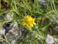 Senecio inaequidens