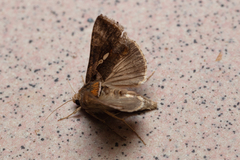 Chrysodeixis eriosoma