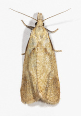 Phtheochroa