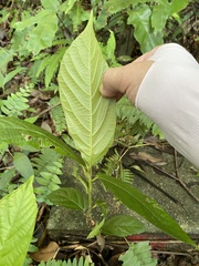 Ficus benguetensis