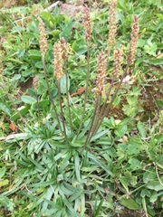 Plantago alpina