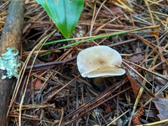 Ampulloclitocybe
