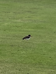 Haematopus ostralegus