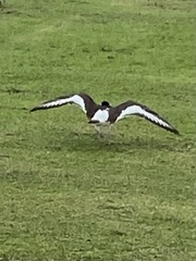 Haematopus ostralegus
