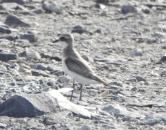 Charadrius mongolus