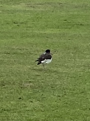 Haematopus ostralegus