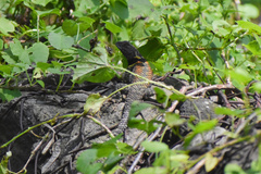 Sceloporus mucronatus