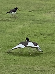 Haematopus ostralegus