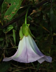 Calystegia sepium roseata